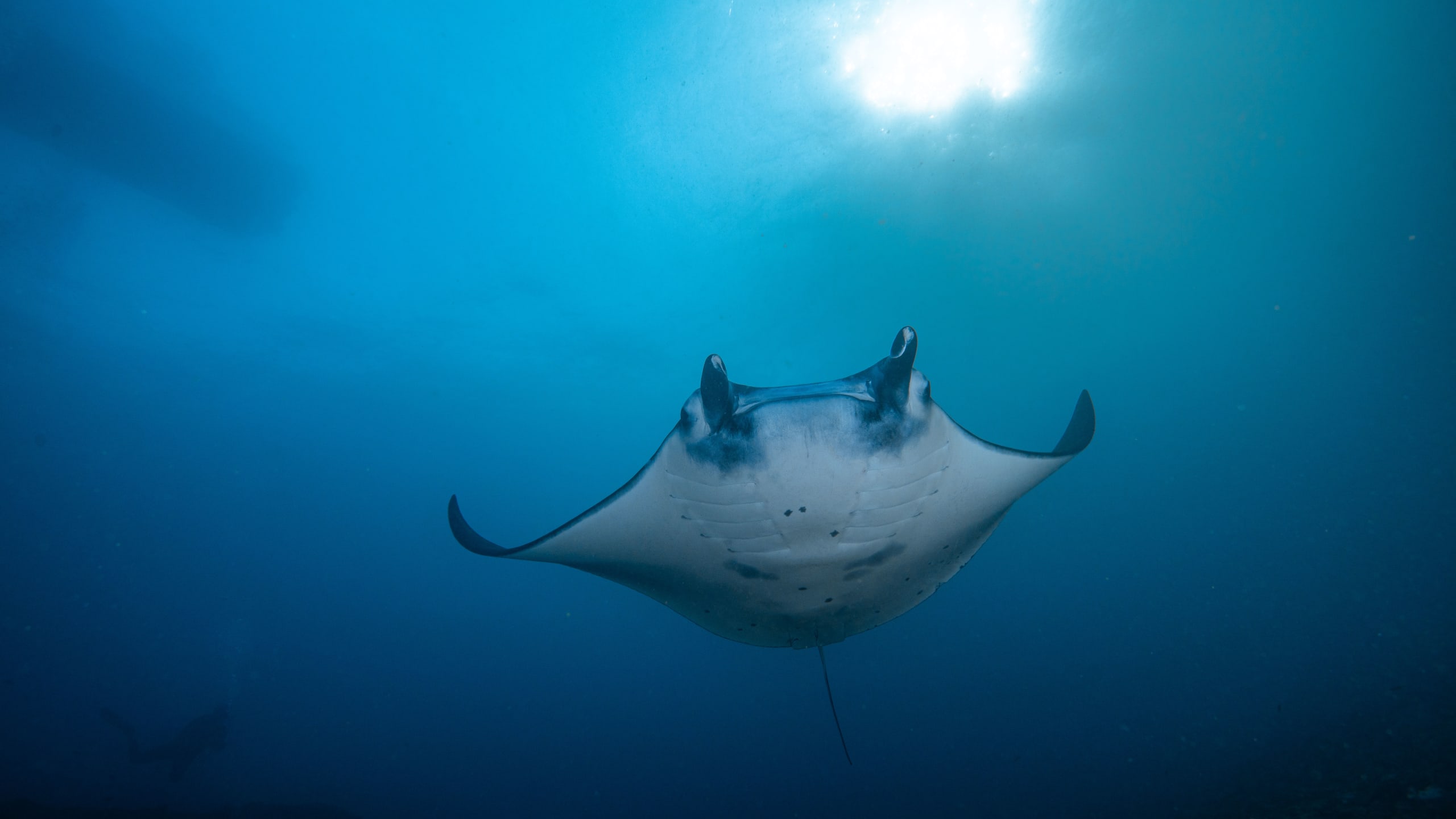 Nusa Penida Diving Prices